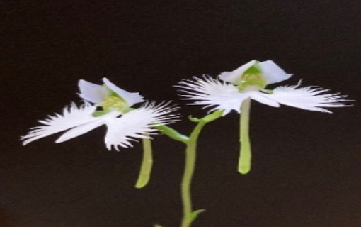 準絶滅危惧種「サギソウ」の保護活動